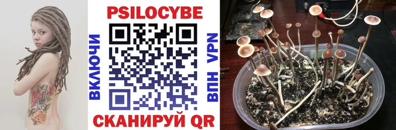Галлюциногенные грибы Psilocybe  Купить где  Дятьково 